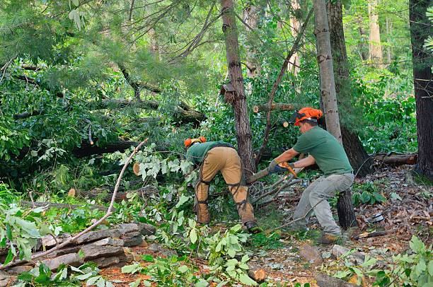 Best Arborist Services Near Me  in Jenks, OK